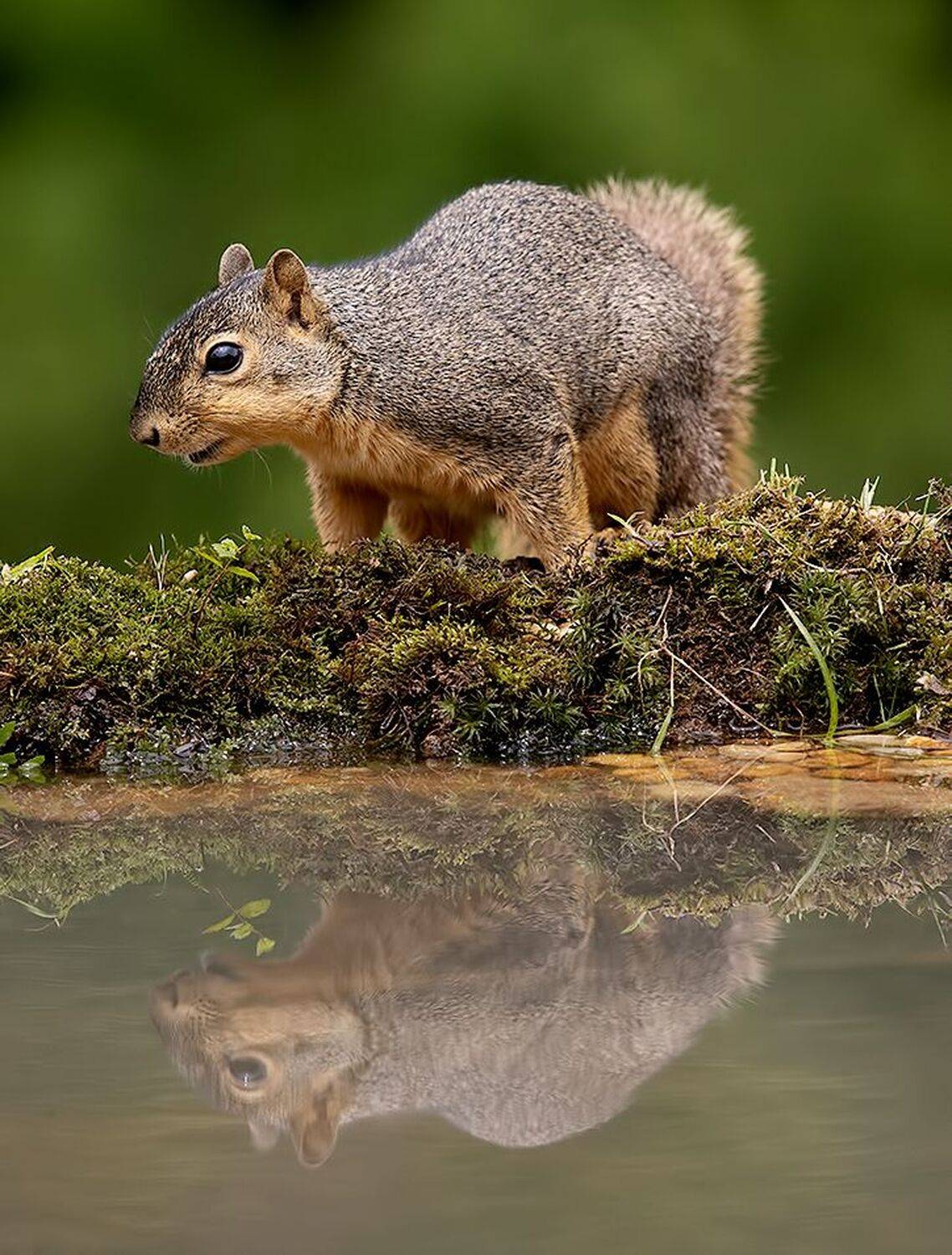белка, squirrel, лисья белка, fox squirrel, животные,animals, дикие животные, на водопое, водопой, Etkind Elizabeth