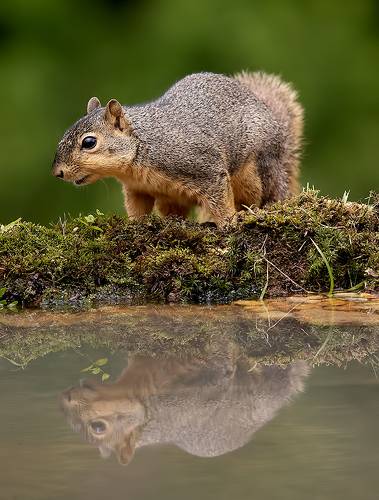 Fox Squirrel  - Лисья Белка