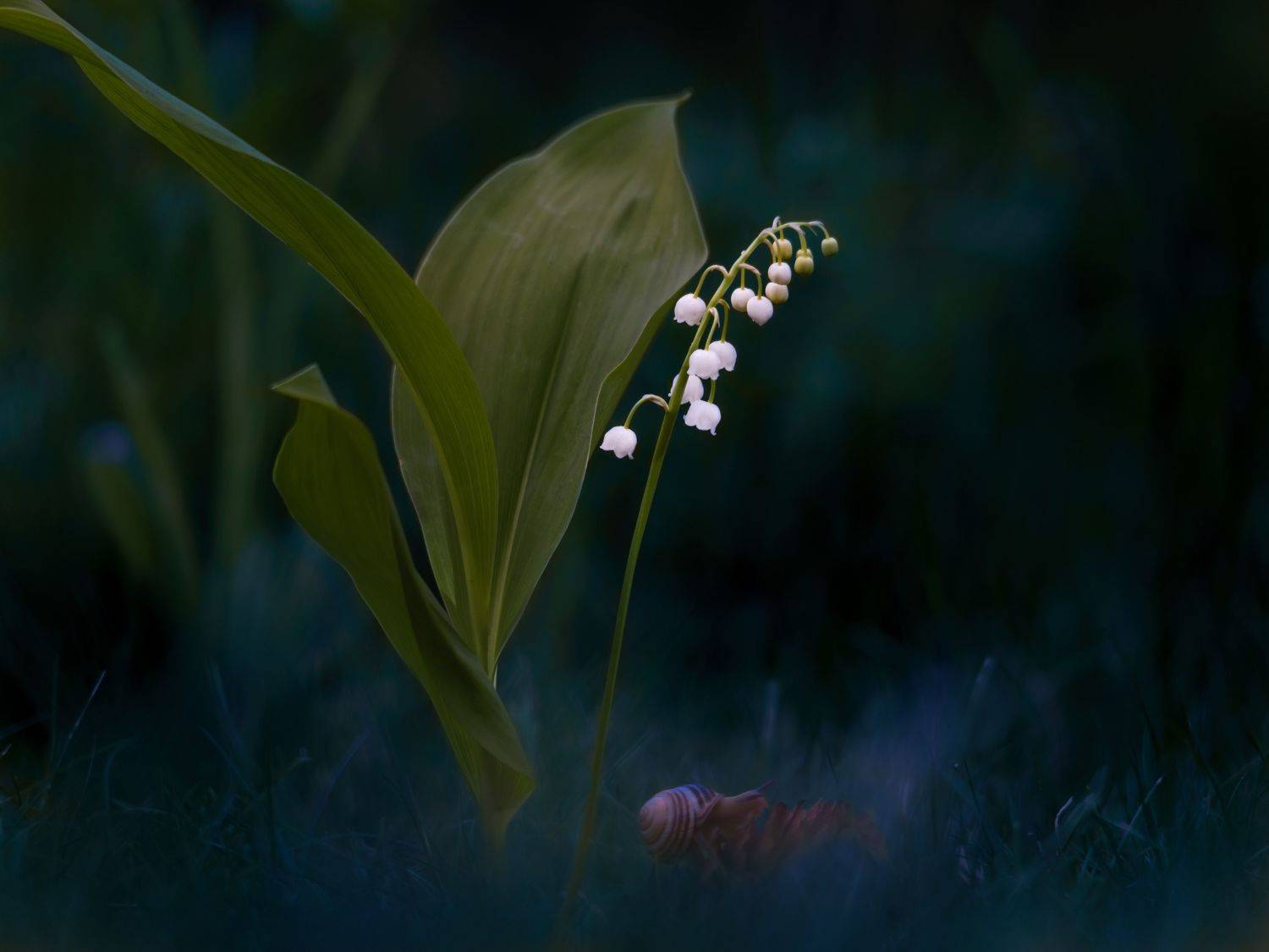 , Семенко Александр