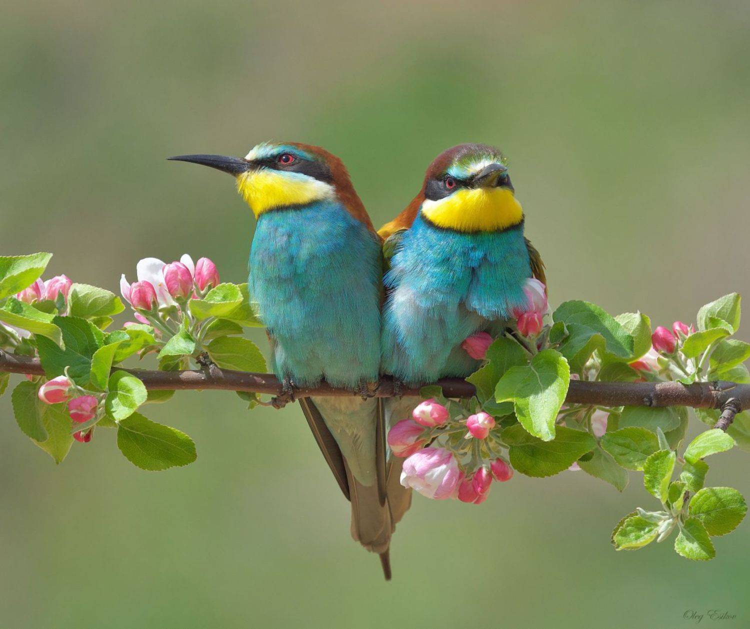 птицы золотистые щурки, Олег Есиков
