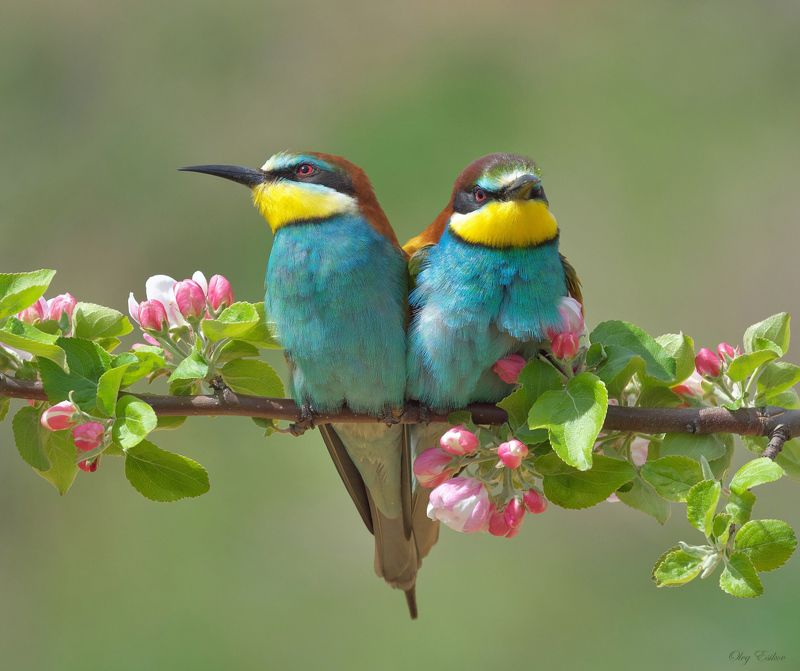 птицы золотистые щурки Свадебная фотография фото превью