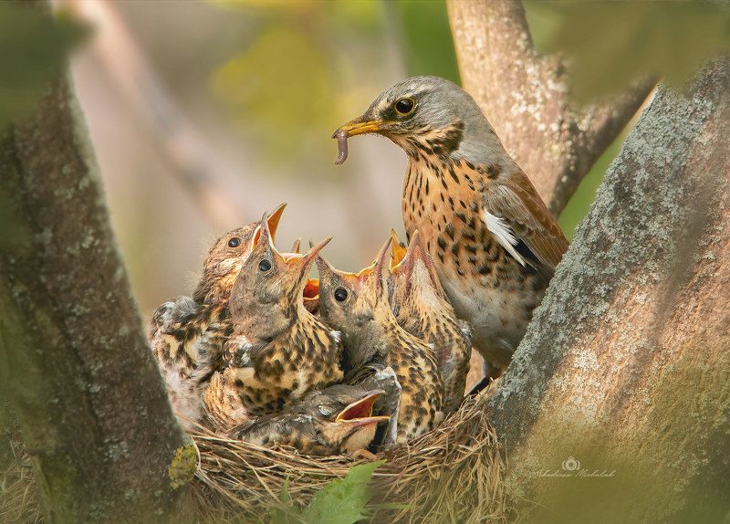 Kwiczoł (Turdus pilaris) фото превью