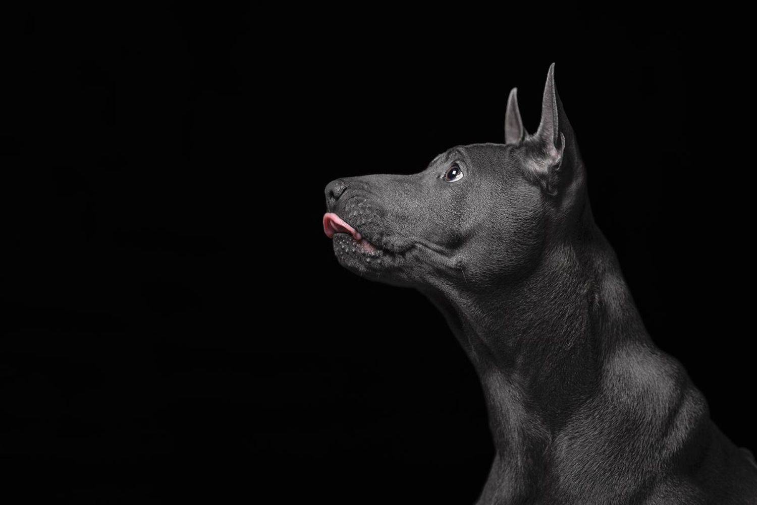 собака, животное, dog, тайский риджбек, щенок, Евгений Крутиков