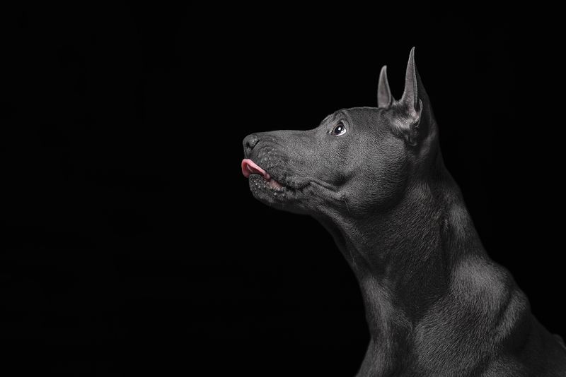 собака, животное, dog, тайский риджбек, щенок Грай фото превью