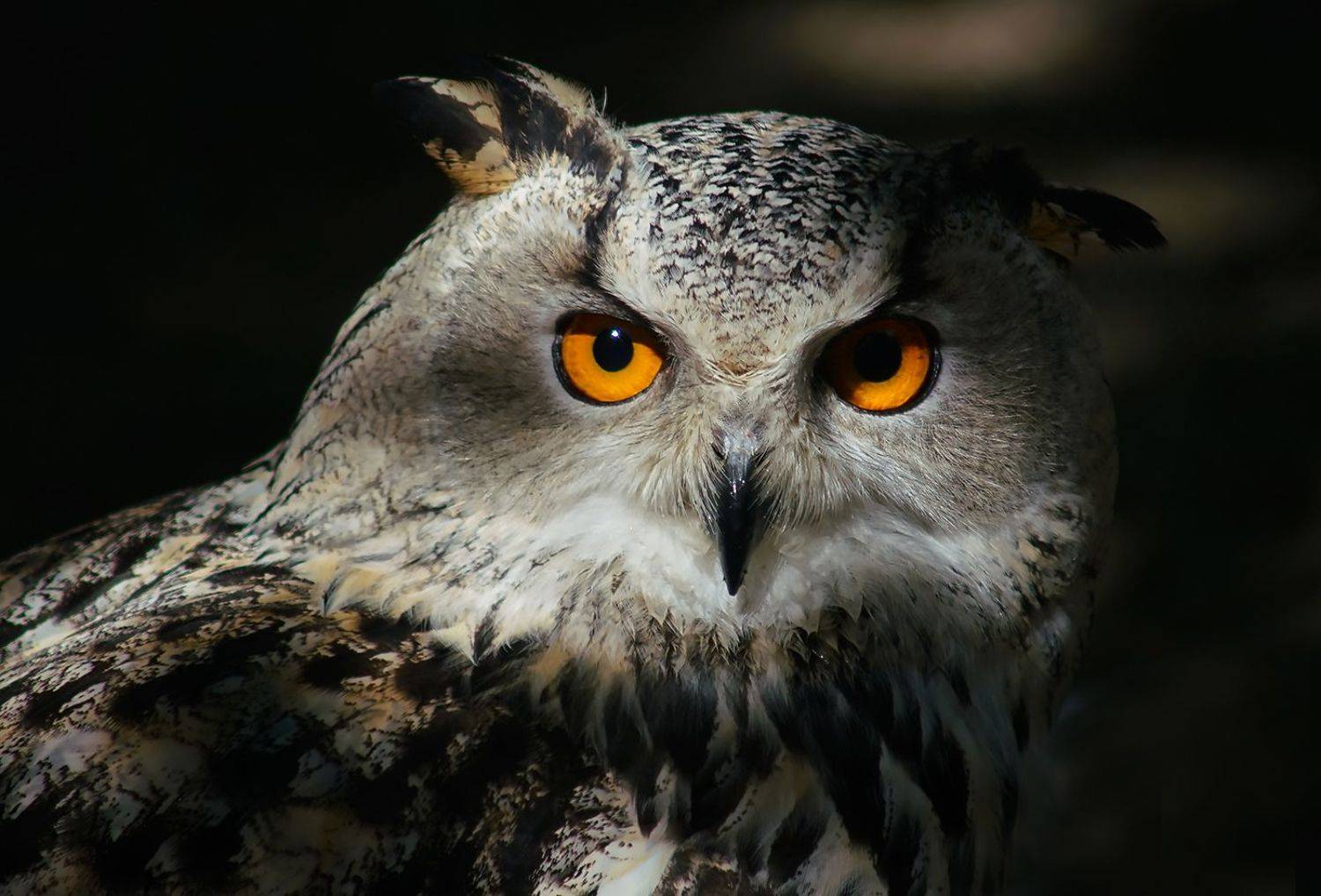 , Алексей Родак