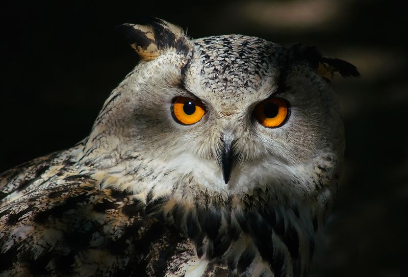 Сова фото превью