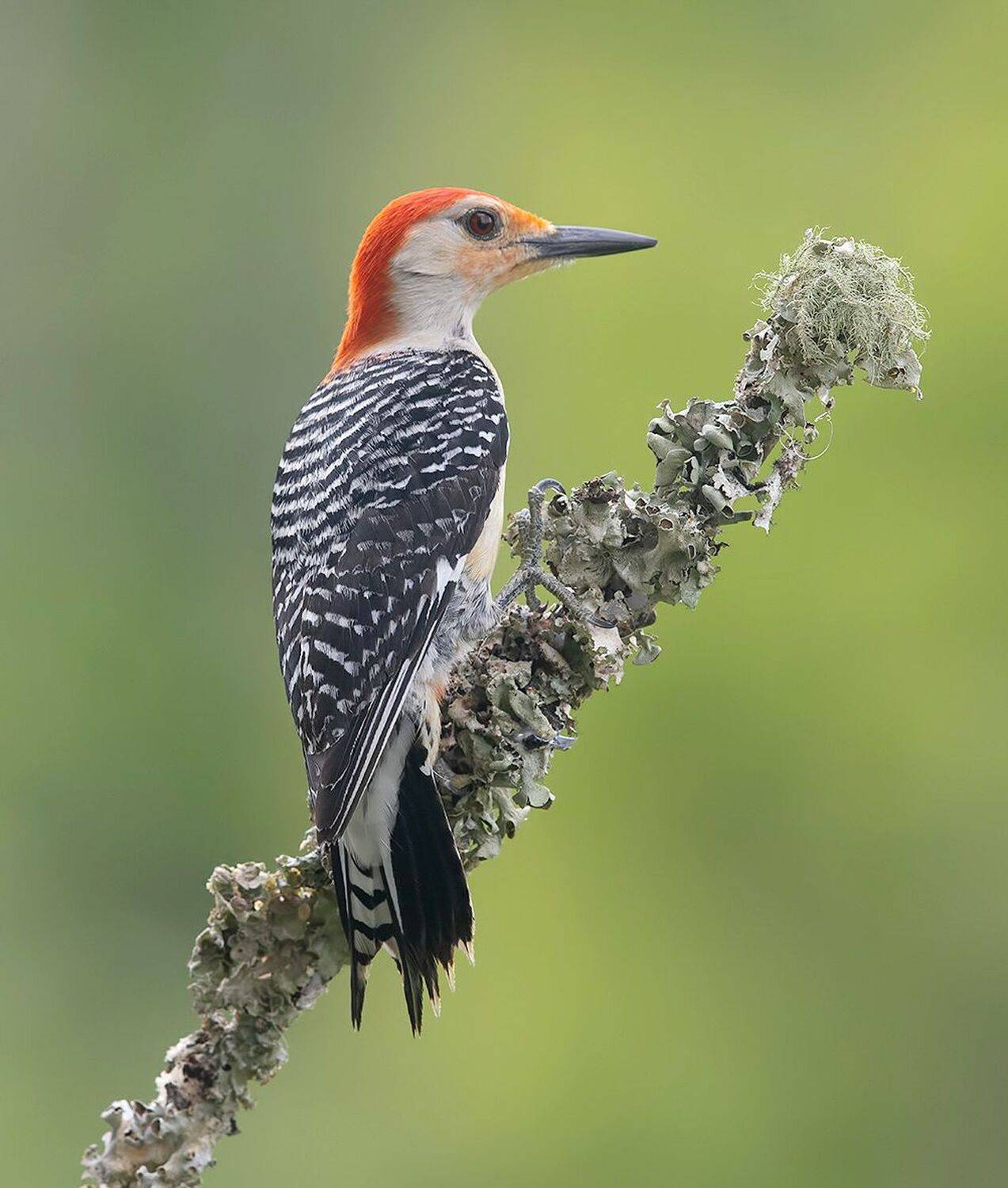 дятел, каролинский меланерпес, red-bellied woodpecker, woodpecker, Etkind Elizabeth
