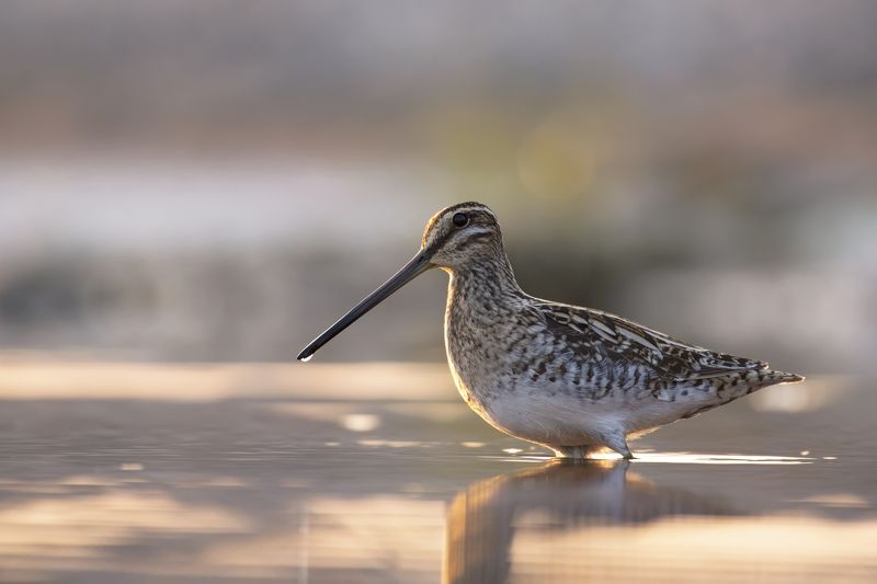 The common snipe фото превью