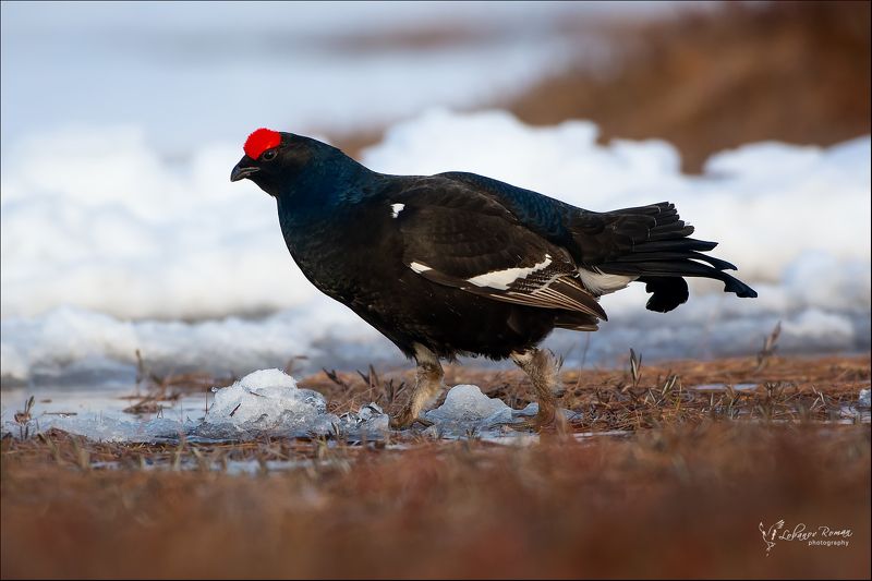 * * * фото превью