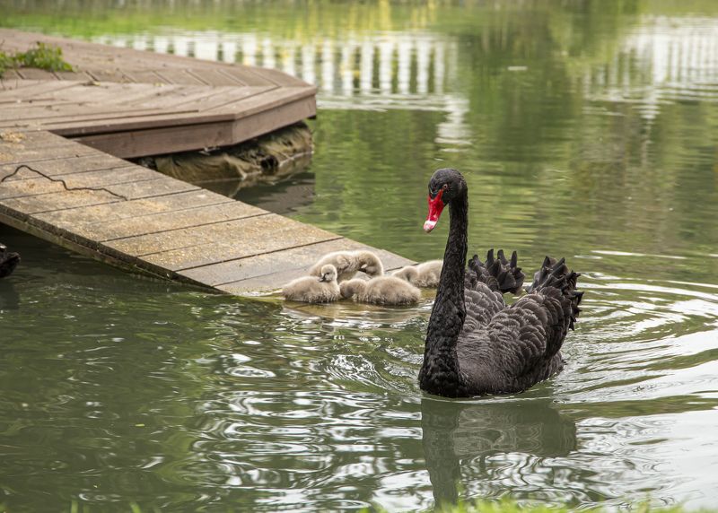 Весенний променад фото превью