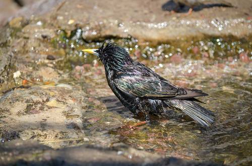 Скворец. Водные процедуры.