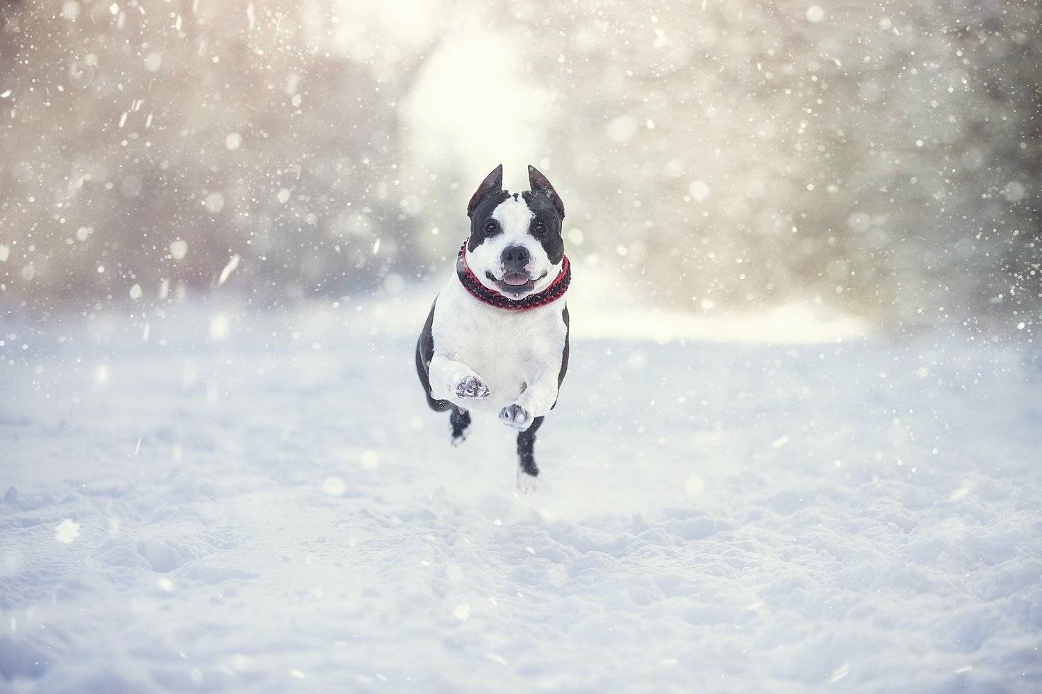 , Галина Ледок