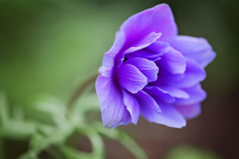 Анемон фото превью