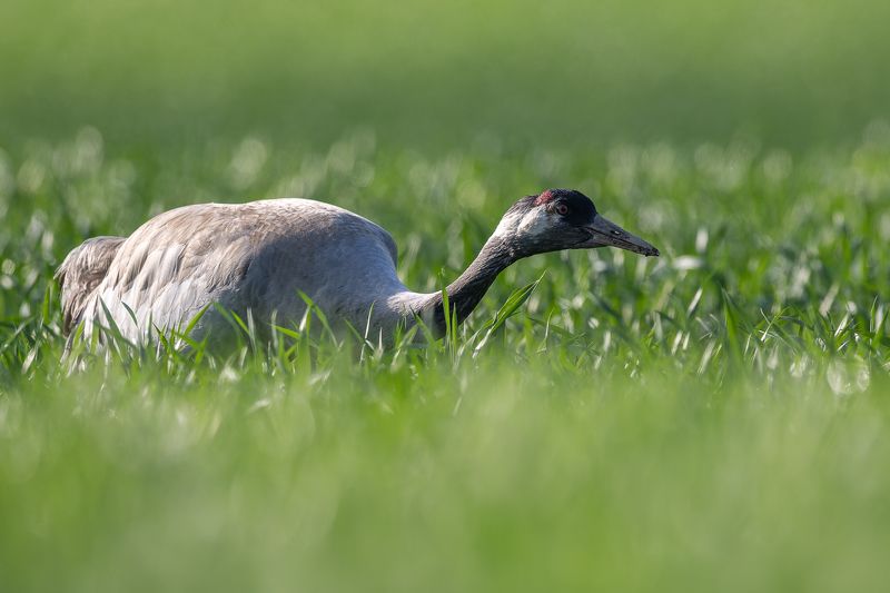 Dzerve фото превью