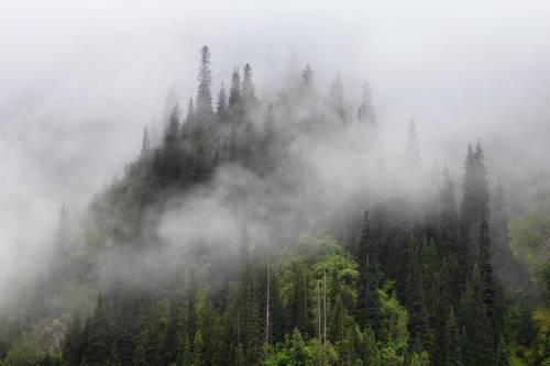 Пленники тумана