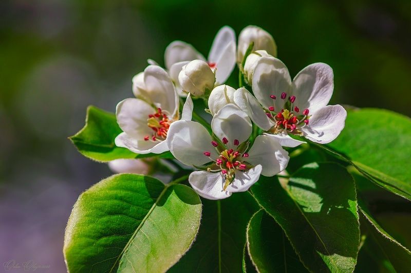 Яблонька... фото превью