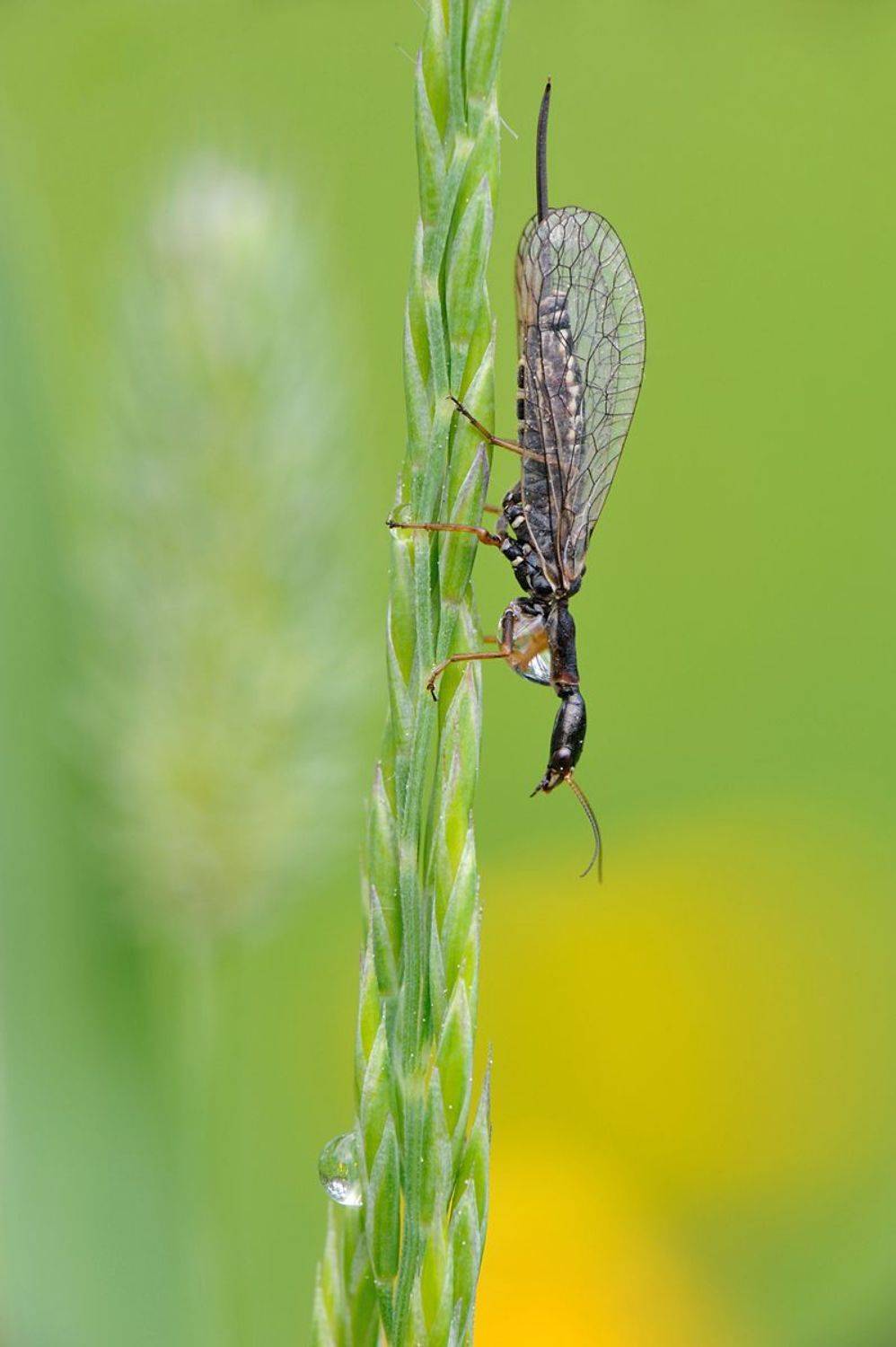 Утро., Чистяков Андрей