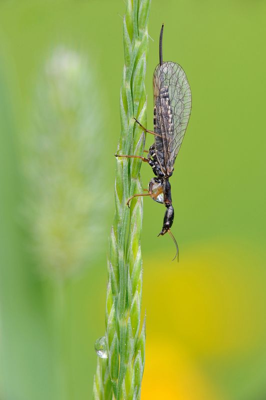 Утро. Верблюдка. фото превью