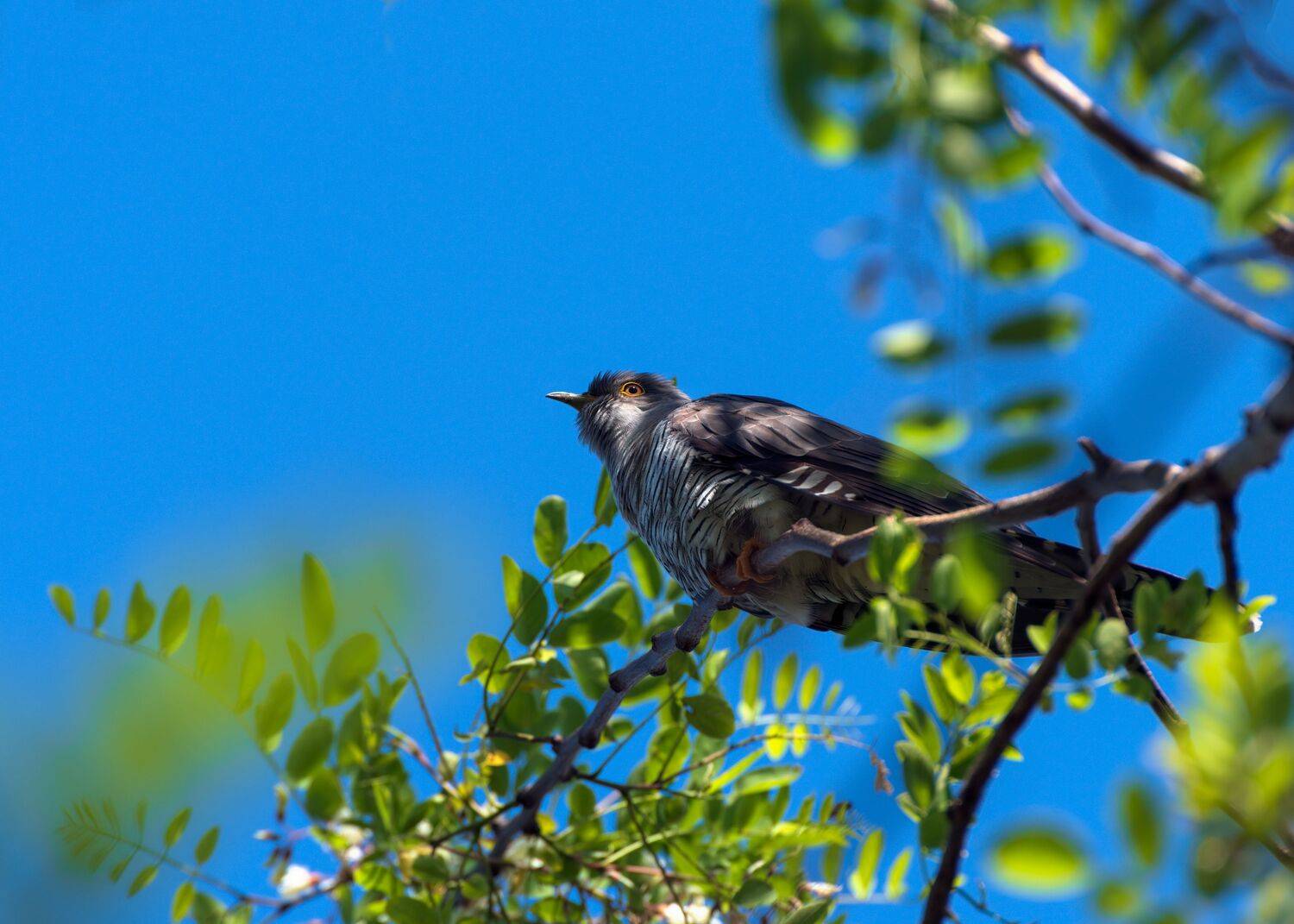 кукушка, Алексей Рыльский