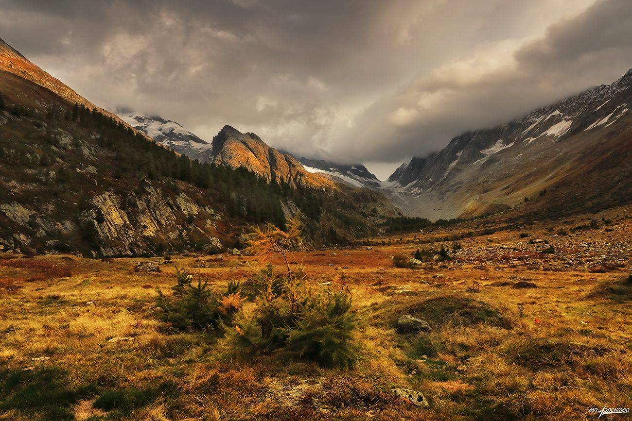 swiss, Матвеев Николай