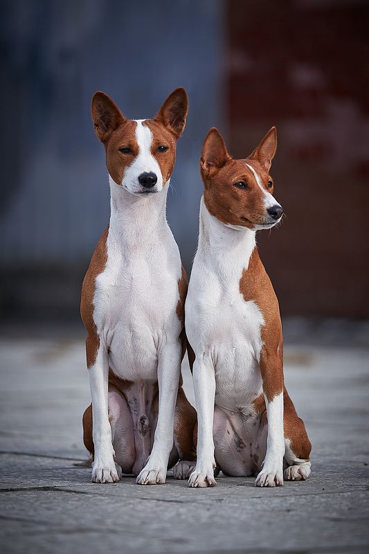 Басенджи, собаки, собака, pets, animals, basenji Двое фото превью