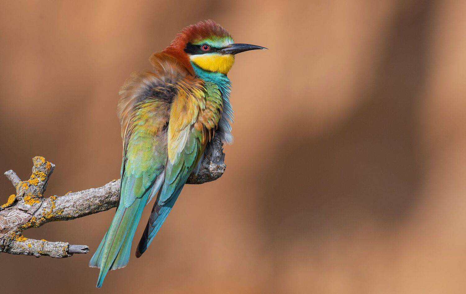 птица щурка весна, Руслан Сигушин