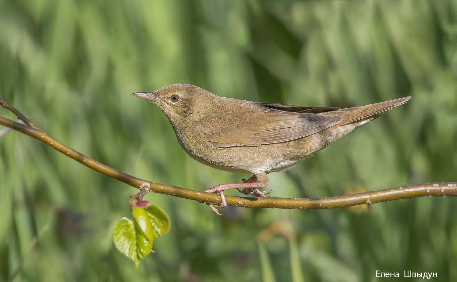 bird of prey, animal, birds, bird,  animal wildlife,  nature,  animals in the wild, сверчок, речной сверчок, river warbler, Елена Швыдун
