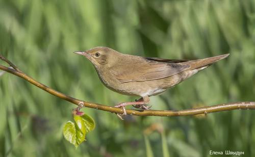 River warbler