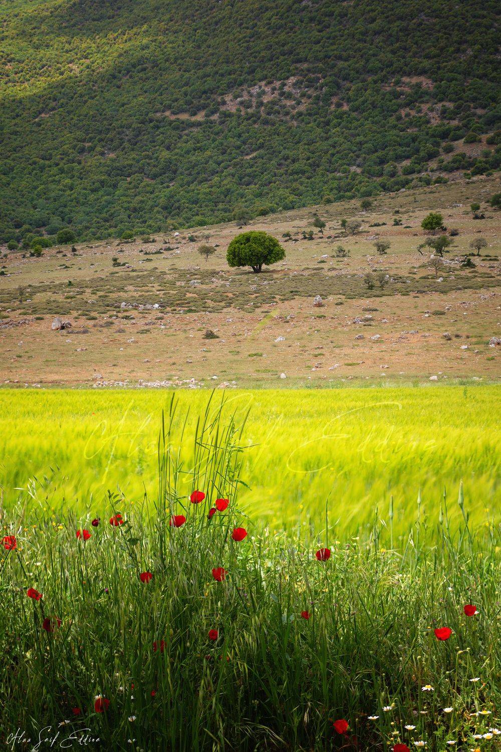 nature, spring, colors, colorful, landscape, wind, therapy, alaaseifeddinephotography, Alaa Seif Eddine