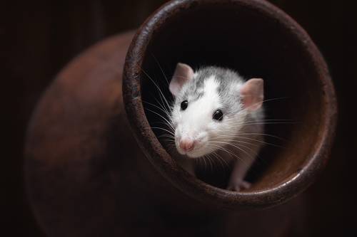 Кто выпил всё молоко?