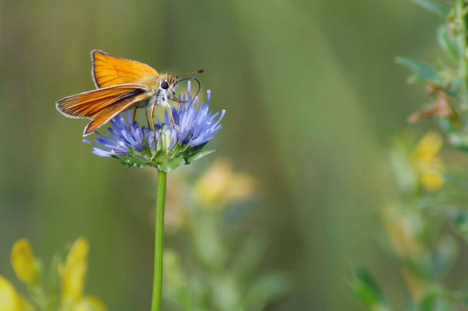 , Чепленко Алексей
