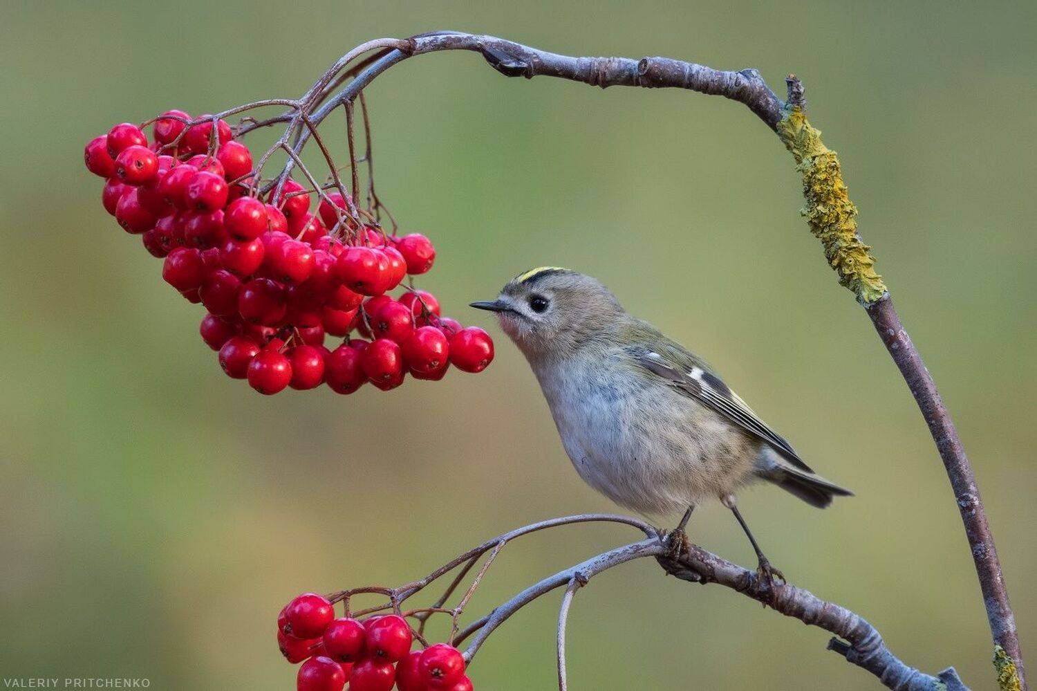 королёк, птицы, природа, желтоголовый королёк, Валерий Притченко