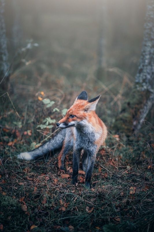 лисичка-сестричка фото превью