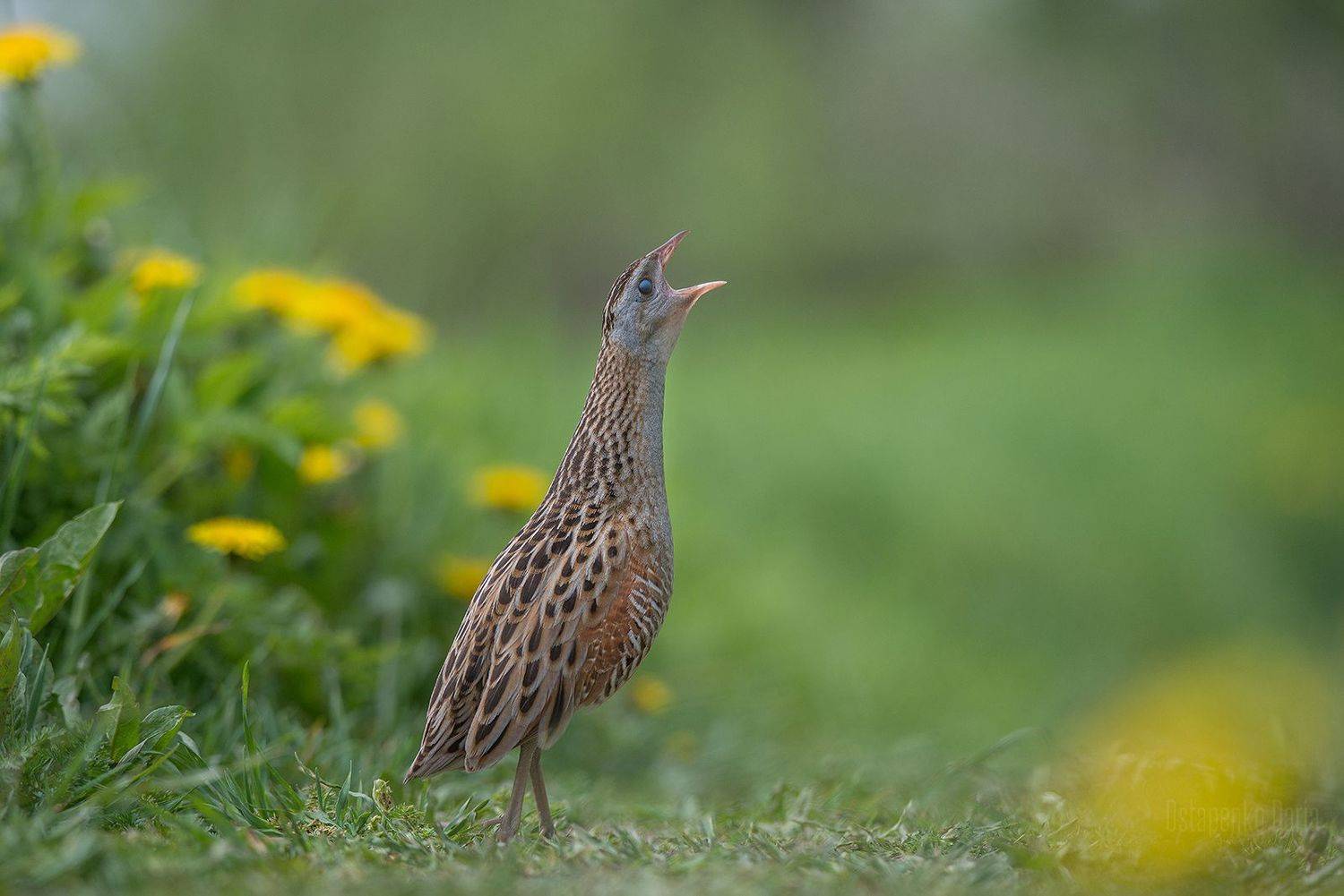 коростель, птицы, corncrake, bird, Остапенко Дарья