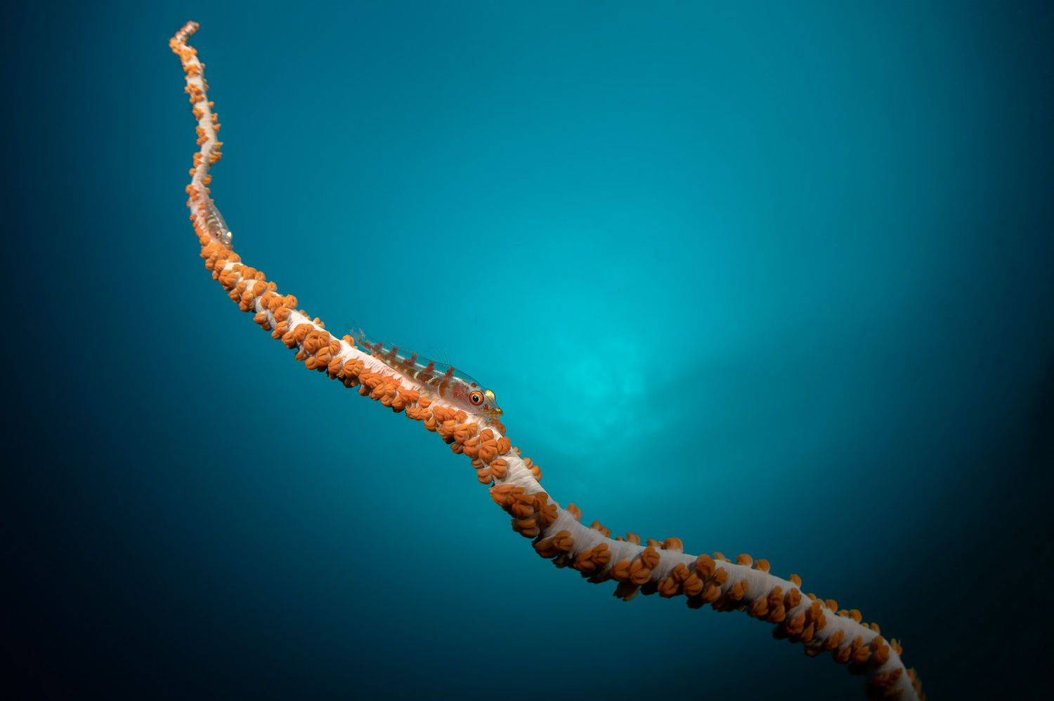 Подводная фотография, природа, макро, wire coral, goby fish, дайвинг, океан, рыбы, море, под водой, глубина, синева, вода, underwater, кораллы, риф, подводный, сноркелинг, фауна, underwater, wildlife, photography, ocean, sea, diving, Савин Андрей