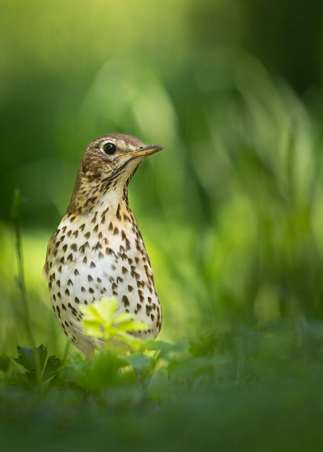 , Robert Adamec