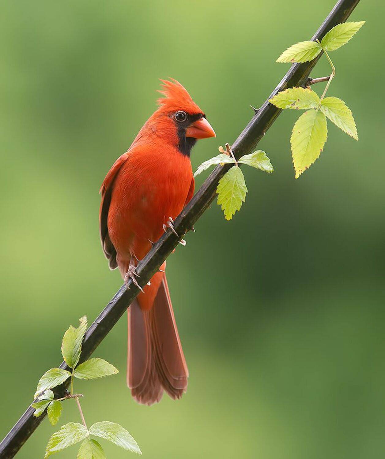 красный кардинал, northern cardinal, cardinal,кардинал, Etkind Elizabeth