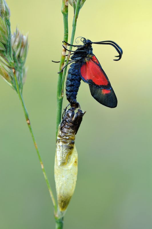 Джин из кувшина. фото превью