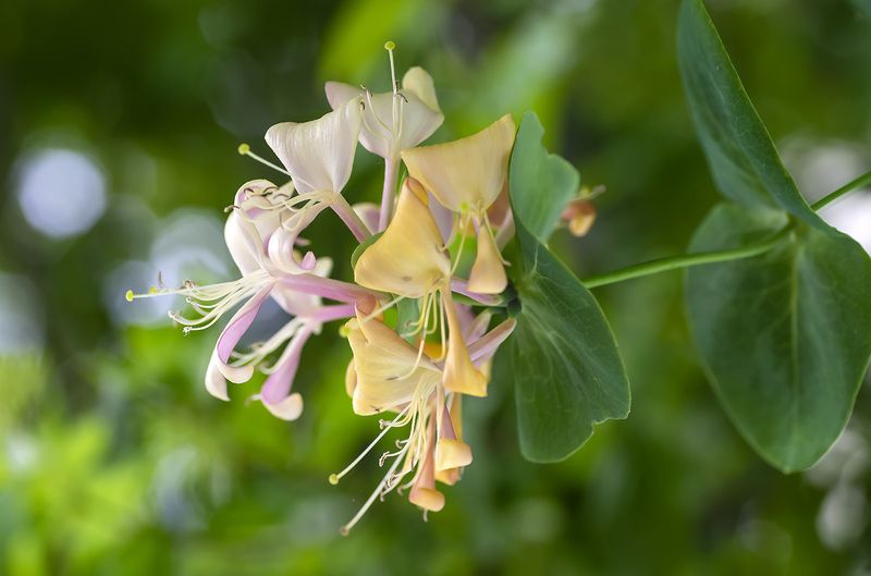 Жимолость фото превью