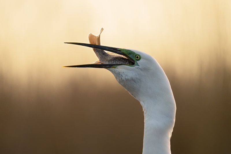 Ardea alba фото превью