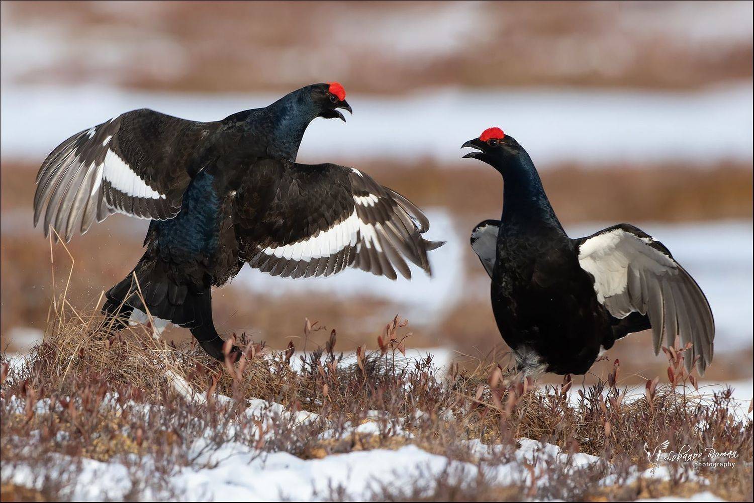 тетерев, национальный, парк, Лобанов Роман