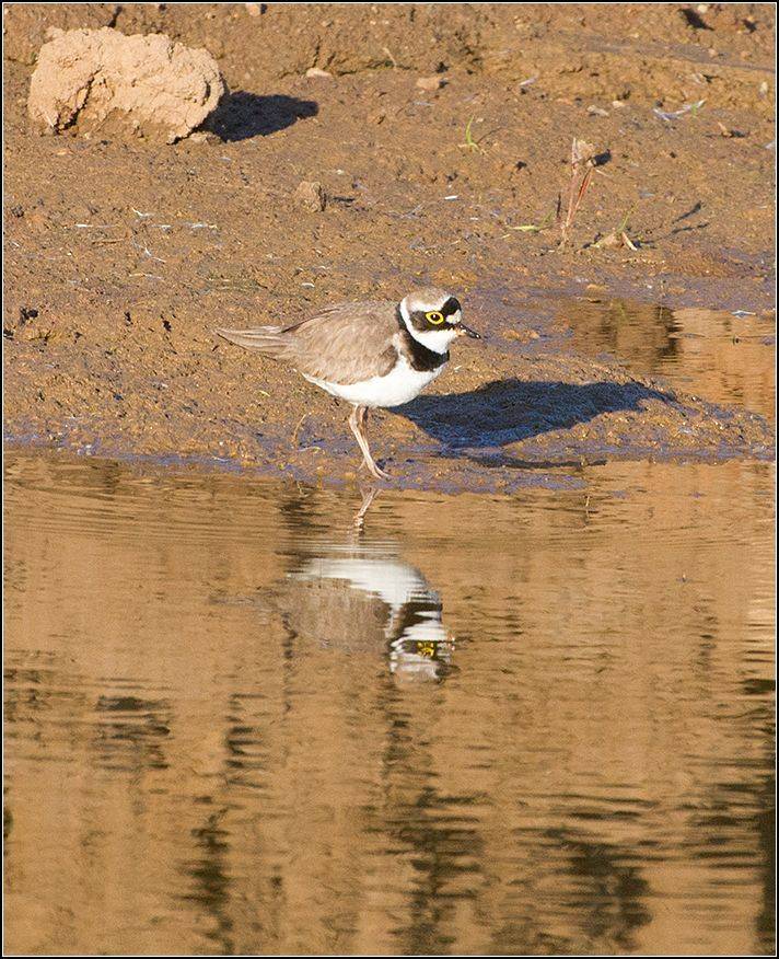 москва, парк, птица, АНАТОЛИЙ ДОВЫДЕНКО