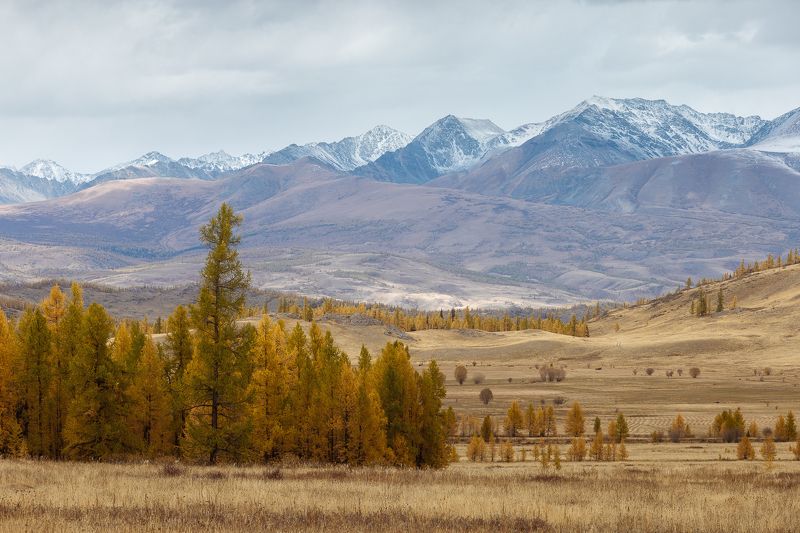 Алтай Курайская степь фото превью
