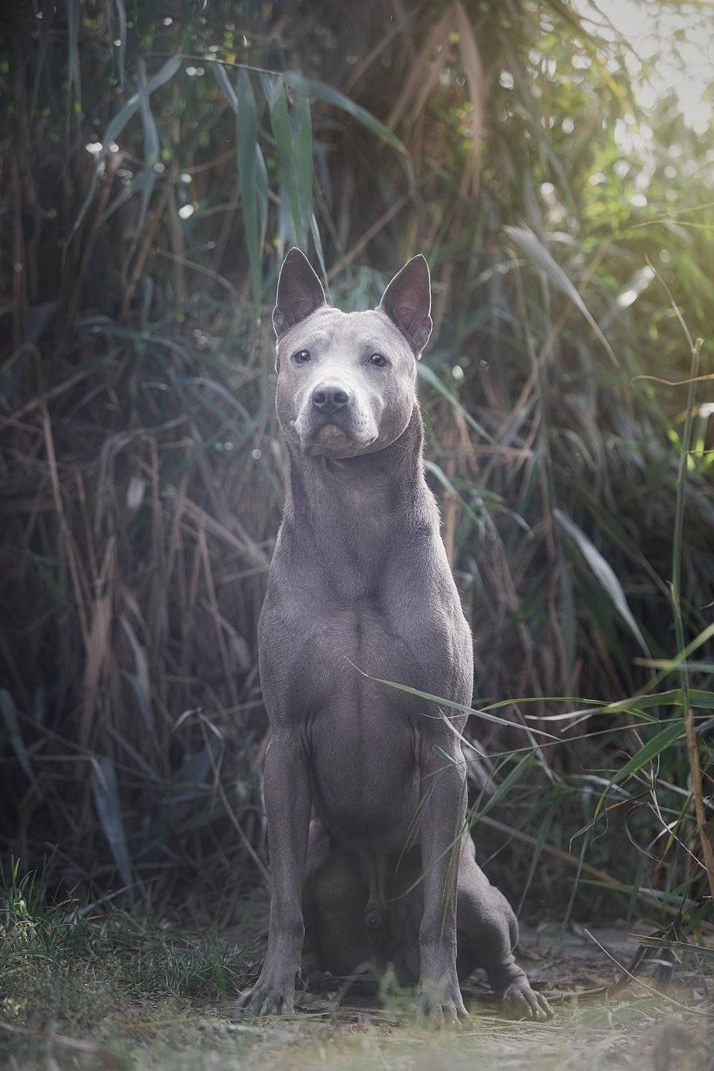 , Галина Ледок