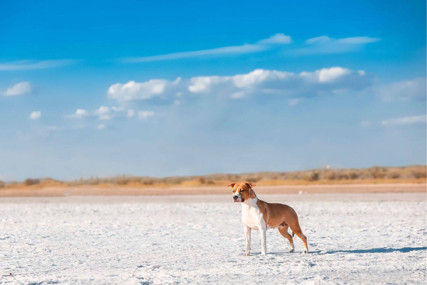 , Ледок Галина