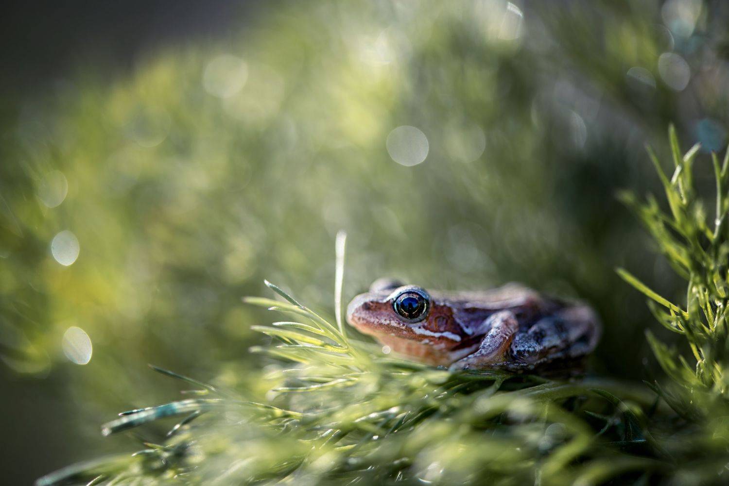 , Анастасия Думинская