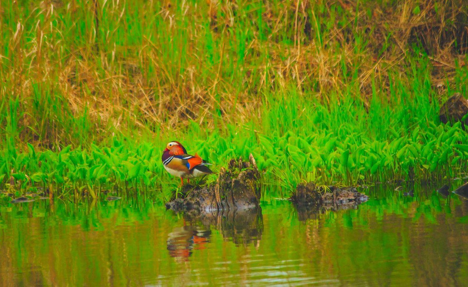 , Сигида Дмитрий