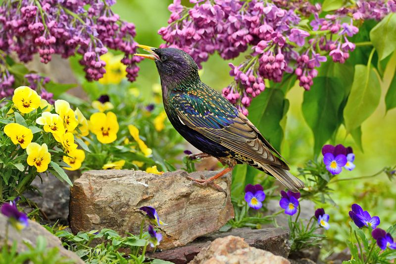 природа, фотоохота,  птицы, животные, весна, скворец Весенний скворец фото превью