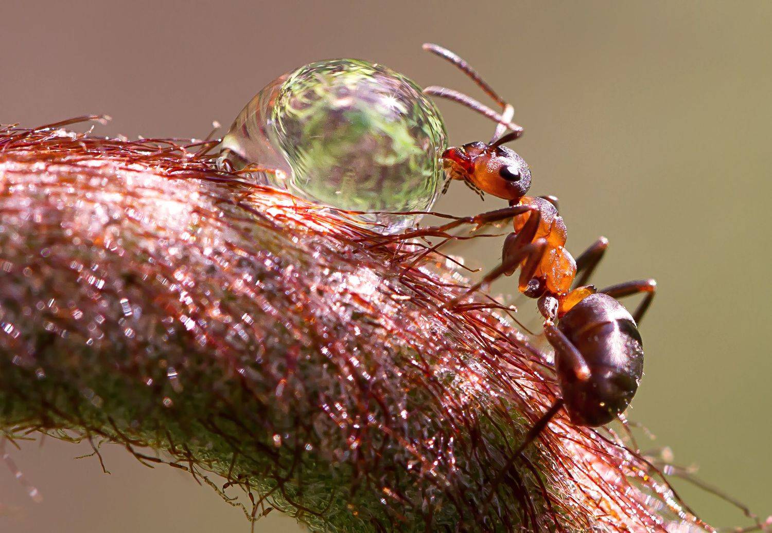 , Andrey Pristyazhnyuk