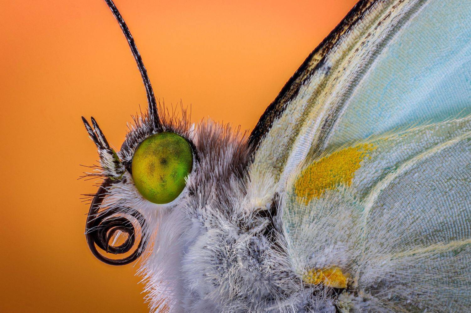 #macro #macrophotography #nature #butterfly, Maikel Valle Clara